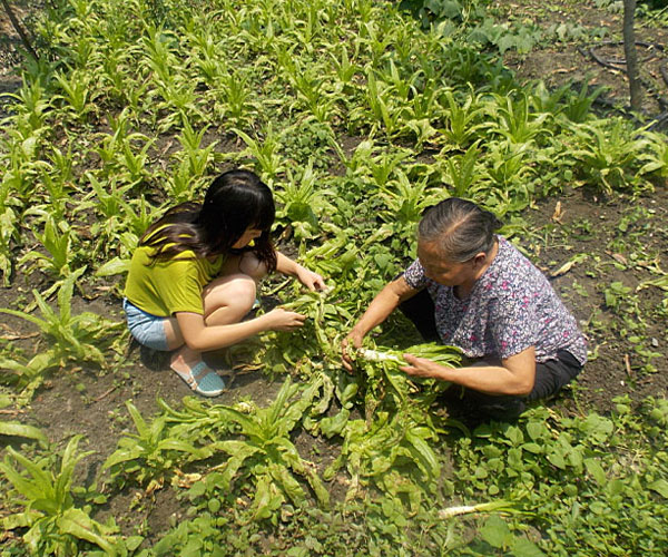 ��������æ�_�y��ժ�Ĳ˲��ϸ�ժ��Ч�ʵͣ���(j��ng)�^������Ϥ��ָ��(d��o)���ܿ��(du��)�T���M(j��n)���ˠ�B(t��i)��