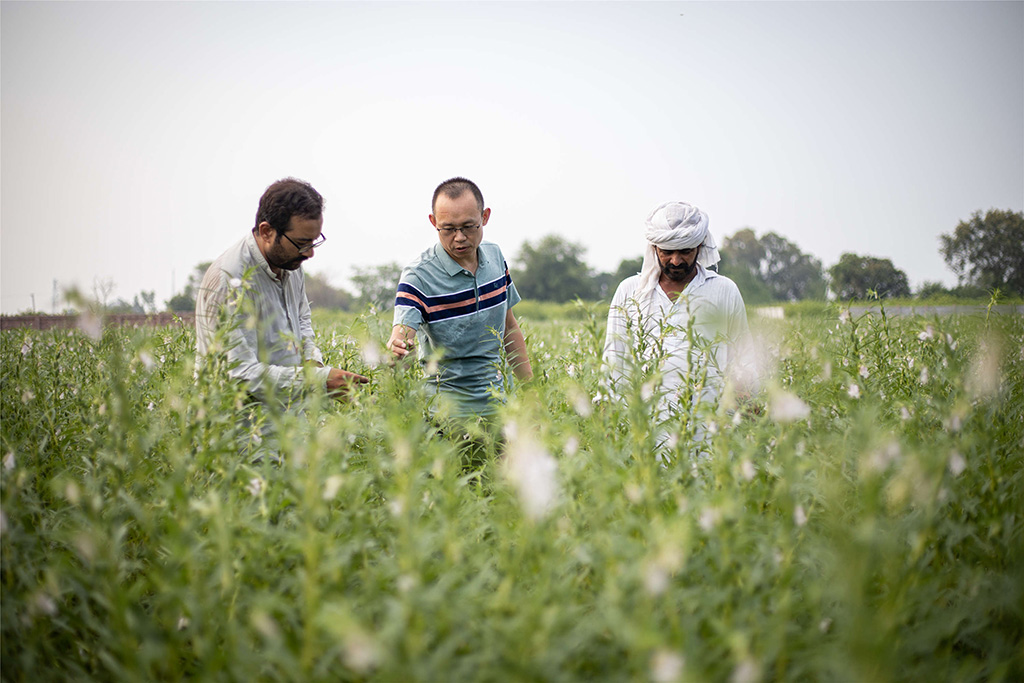 中巴經(jīng)濟(jì)走廊農(nóng)業(yè)合作中心芝麻種植園（拉合爾）。（人民網(wǎng)記者 薛丹攝）